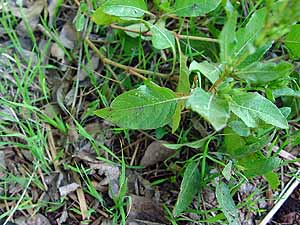 Ruellia nudiflora