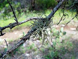 Tillandsia recurvata