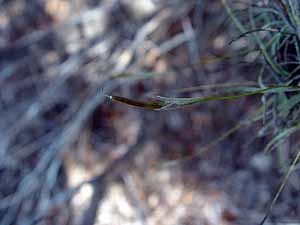 Tillandsia recurvata