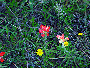 Castilleja indivisa