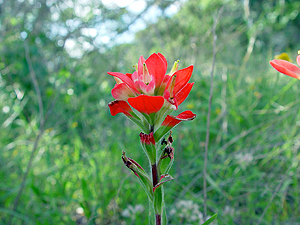 Castilleja indivisa