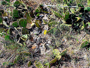 Opuntia macrorhiza