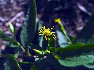 Brickellia cylindracea