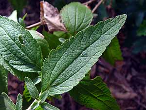 Brickellia cylindracea