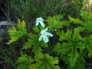 Cnidoscolus texanus