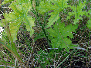 Cnidoscolus texanus