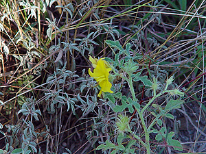 Solanum rostratum