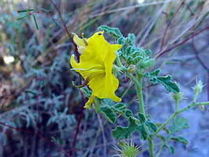 Solanum rostratum