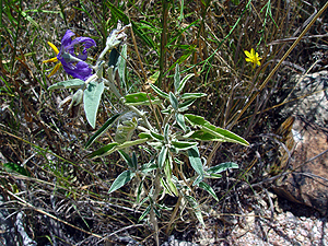 Solanum elaeagnifolium