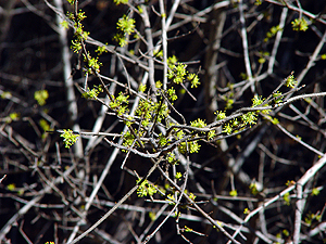 Forestiera pubescens