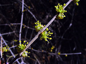 Forestiera pubescens