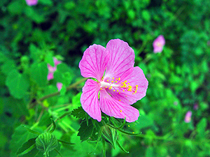 Pavonia lasiopetala