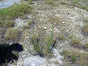 Liatris mucronata