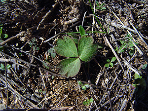 Anemone berlandieri