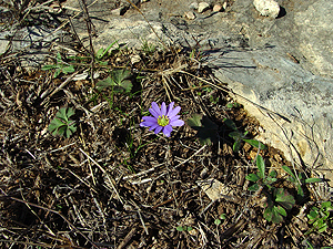 Anemone berlandieri