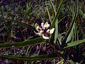 Asclepias asperula