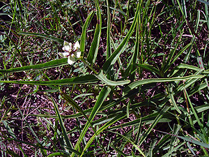 Asclepias asperula