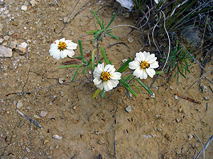 Melampodium leucanthum leucanthum