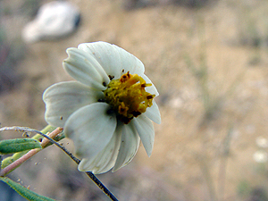 Melampodium leucanthum leucanthum