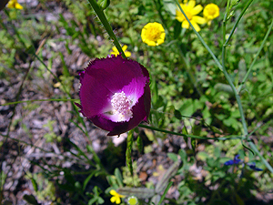 Callirhoe pedata