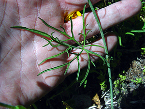 Callirhoe pedata