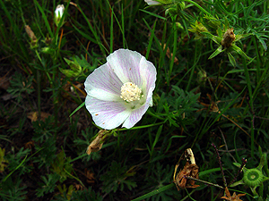 Callirhoe involucrata lineariloba