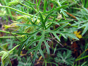 Callirhoe involucrata lineariloba