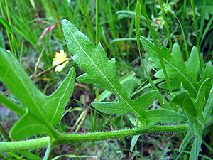 Engelmannia peristenia