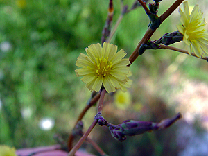 Lactuca serriola