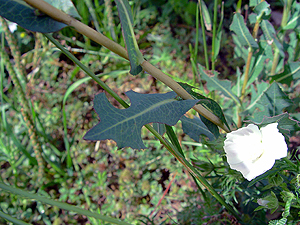 Lactuca serriola