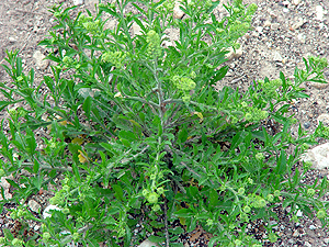 Lepidium virginicum