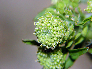 Lepidium virginicum