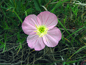 Oenothera speciosa