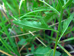 Oenothera speciosa