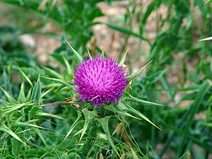 Silybum marianum