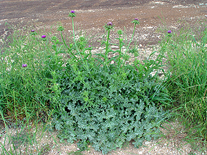 Silybum marianum