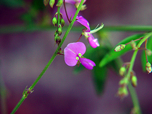 Desmodium paniculatum