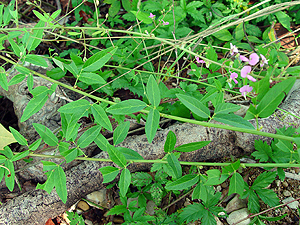 Desmodium paniculatum