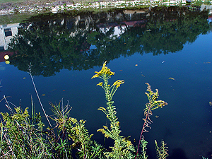 Solidago altissima