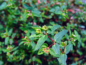 Euphorbia nutans