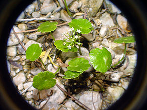 Hydrocotyle umbellata