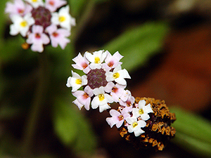 Phyla nodiflora