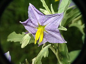 Solanum elaeagnifolium