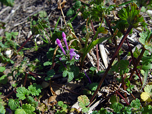 Lamium amplexicaule