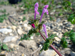 Lamium amplexicaule