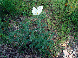 Argemone albiflora ssp. texana