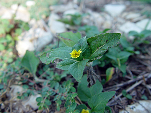 Calyptocarpus vialis