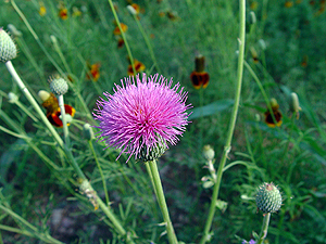 Cirsium texanum