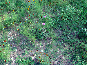 Cirsium texanum