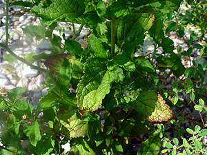 Eupatorium coelestinum